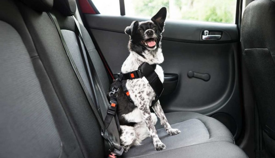 Viajar con mascotas: los SÍ y los NO para un viaje seguro y sin problemas
