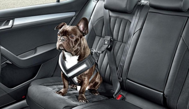 ¿Cómo deben viajar las mascotas? Atrás y con cinturón de seguridad