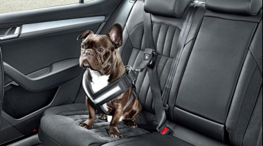 ¿Cómo deben viajar las mascotas? Atrás y con cinturón de seguridad